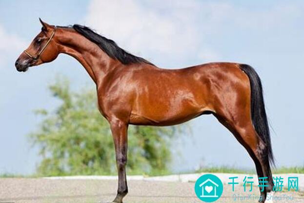 马特奥普罗米修斯之力实战解析：众神派对代行者档案技能全攻略