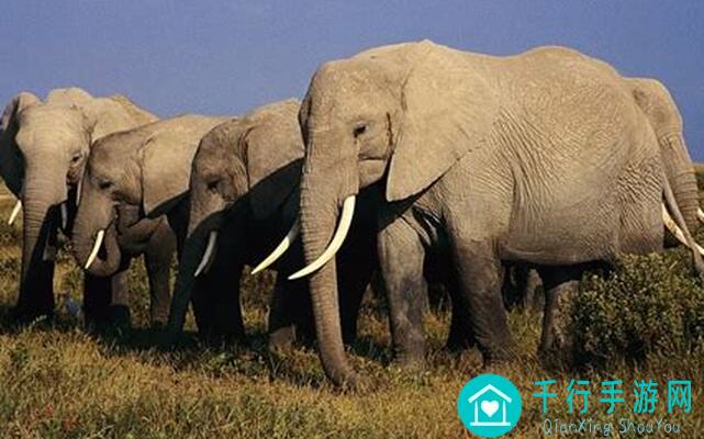 动物王者阵容大揭秘：笑容满满、元气满满，元宵节快乐，值不值快来挑战！