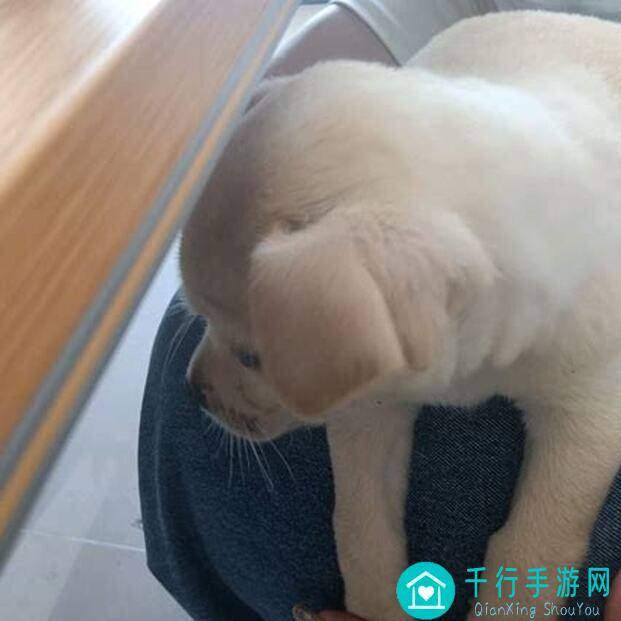 代号：红月战神怀旧版攻略，邓斯帝诺角色玩法揭秘！