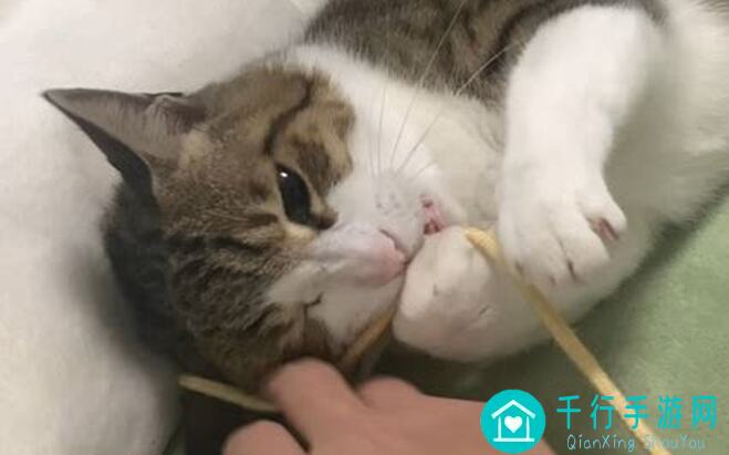 小白必看!策略军团绿色小八嘎军团小白快速成长攻略汇总