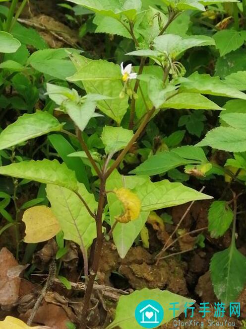 速成教学：老农种树鸟叫充盈术秘籍！biu～！带你秒杀挑战，轻松通关